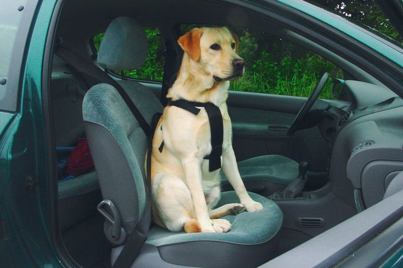 BZ WANDEL- EN AUTOGORDEL HOND S