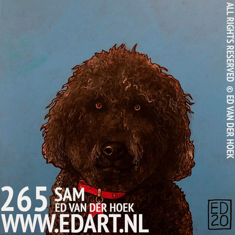 LABRADOODLE SAM