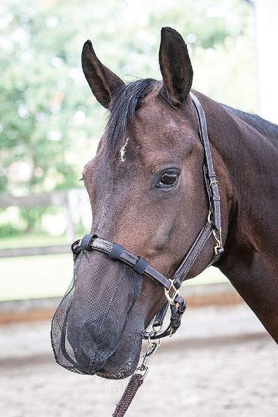 NOSE NET PONY ZWART