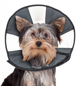 ZENPET PROCONE RECOVERY COLLAR SMALL