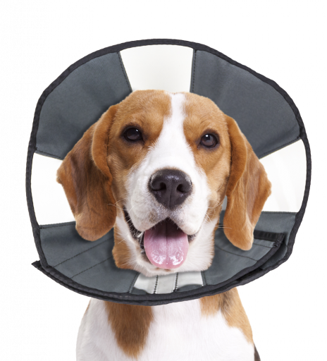 ZENPET PROCONE M