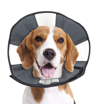 ZENPET PROCONE RECOVERY COLLAR MEDIUM