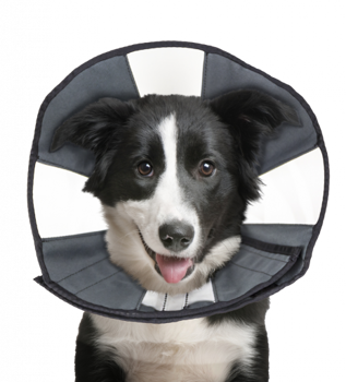 ZENPET PROCONE  RECOVERY COLLAR LARGE