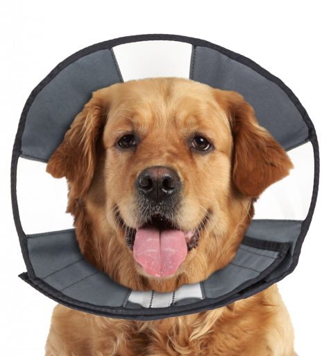 ZENPET PROCONE XL