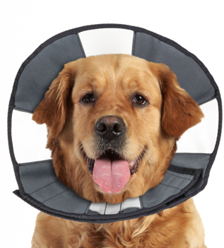 ZENPET PROCONE RECOVERY COLLAR XLARGE