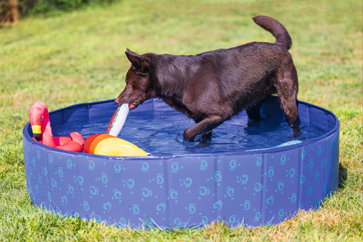 BZ ZWEMBAD DOGGY DIP M BLAUW 120X120X30