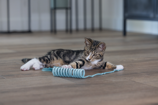 BZ KITTEN SPEELTJE LOLA BLW 60X4X4