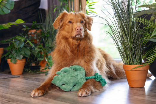 BZ PLUCHE HONDENSPEELGOED JUNGLE BLAD GROEN 33X15X6