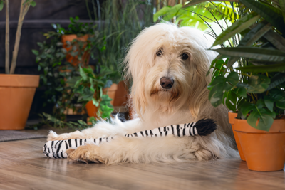 BZ PLU HSP JUNGLE ZEBRA STAART WIT