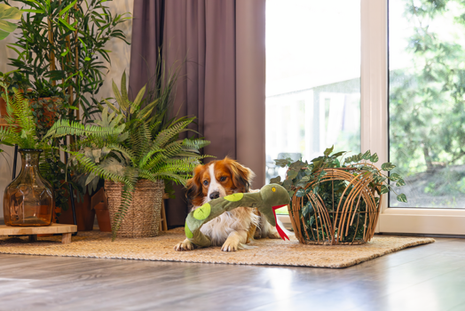 BZ PLUCHE HONDENSPEELGOED JUNGLE KANI GROEN 72X79X7