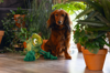 BZ PLUCHE HONDENSPEELGOED JUNGLE KODI GROEN 28X22