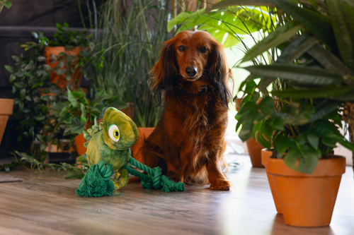 BZ PLUCHE HONDENSPEELGOED JUNGLE KODI GROEN 28X22
