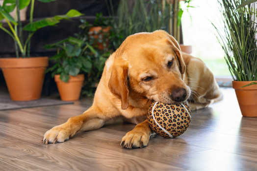 BZ HONDENSPEELGOED JUNGLE TENNISBAL PANTER BRUIN 12,5