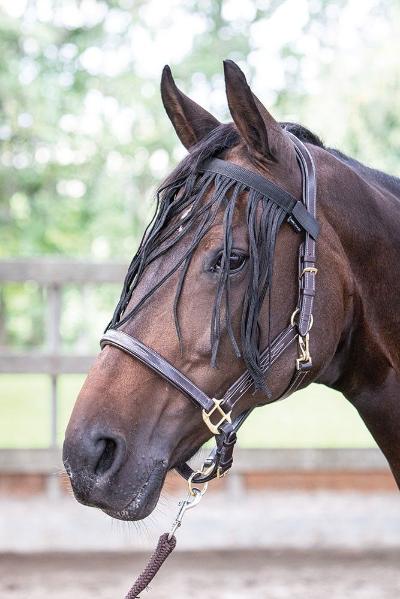VLIEGENFRONTRIEM ZWART PONY