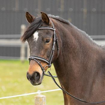 Hoofdstel Two-Tone Cob Zwart-Grijs