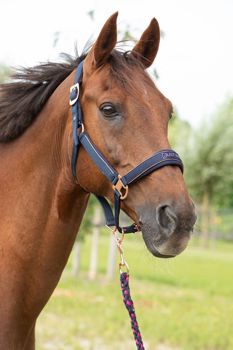 HALSTERSET JUST RIDE NIGHTSKY COB NAVY