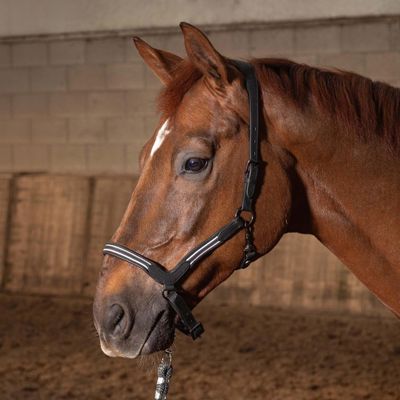 HALSTER LEDER FLASH FULL ZWART