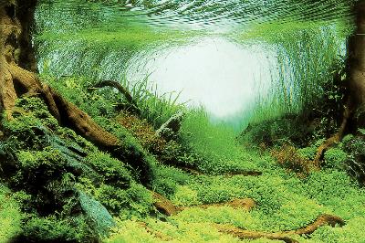 DECO POSTER C3 100X49 CM