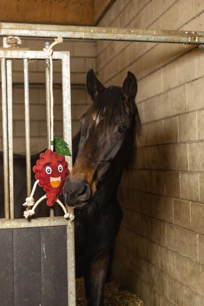 EXCELLENT HORSE FOODIE FRIENDS RASPBERRY