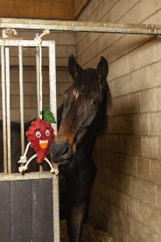 EXCELLENT HORSE FOODIE FRIENDS RASPBERRY